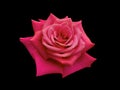 Dark pink rose is on black background Royalty Free Stock Photo