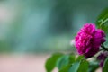 Dark Pink Rose Against Blue Green Background Royalty Free Stock Photo