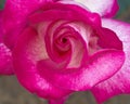 Dark pink rose closeup Royalty Free Stock Photo