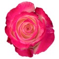 Dark pink rose flower isolated on white Royalty Free Stock Photo