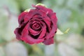 Dark Pink Rose Flower Royalty Free Stock Photo