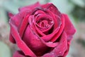 Dark Pink Rose Flower Royalty Free Stock Photo