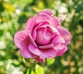 Dark pink rose on green background