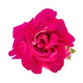 Dark pink rose magenta flower design element. Royalty Free Stock Photo