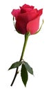 Dark pink rose on a white background, isolate, side view