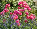 dark pink roses and lavender blossoms, in the park