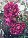 Dark pink roses