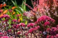 Dark pink sedum flower Hylotelephium `Red Cauli` in a flower bed. Photographed at a garden in Woking, Surrey, UK