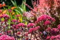 Dark pink sedum flower Hylotelephium `Red Cauli` in a flower bed. Photographed at a garden in Woking, Surrey, UK