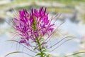 Dark pink spider flower, closeup of a Cleome blossom Royalty Free Stock Photo