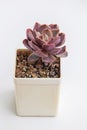 Dark pink succulent Echeveria Lotus flower rosette in white plastic pot on white background Royalty Free Stock Photo