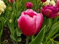 A dark pink tulip on a bed of green leaves. The festival of tulips on Elagin Island in St. Petersburg Royalty Free Stock Photo