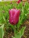 A dark pink tulip in a flower bed.The festival of tulips on Elagin Island in St. Petersburg Royalty Free Stock Photo