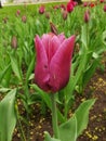 A dark pink tulip in a flower bed. The festival of tulips on Elagin Island in St. Petersburg Royalty Free Stock Photo