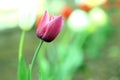 Dark pink tulip which blooms against blurry background, closeup. Spring flower with textured petals outdoor, macro photo