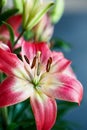 Dark Pink and White Asiatic Lilies