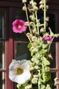 Dark pink or purple and white hollyhocks flowers in late summertime