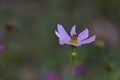 Dark Pink white Cosmos Flowers blub bee Royalty Free Stock Photo