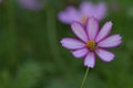 Dark Pink white Cosmos Flowers blub bee Royalty Free Stock Photo