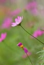 Dark Pink white Cosmos Flowers blub Royalty Free Stock Photo