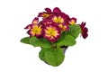 Dark pink and yellow `Primula Acaulis` primrose flowers in pot on white background Royalty Free Stock Photo