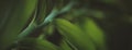 Dark plant background, green leaf plant in the spring forest, selective focus. Horizontal blurred banner Royalty Free Stock Photo