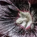 Dark Plum Colored Hollyhocks Blooming in Garden