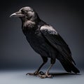 Dark portrait of black crow bird. Black raven against on black background