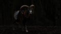 Dark Portrait Of A European Mouflon - 16:9 Royalty Free Stock Photo