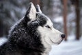 Dark Portrait magnificent Siberian husky dog with blue eyes. Husky dog in winter forest lies on the snow. Close up.