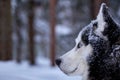 Dark Portrait magnificent Siberian husky dog with blue eyes. Husky dog in winter forest lies on the snow. Close up.