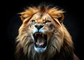 Terrified Lion Roars in Dark Portrait Royalty Free Stock Photo