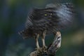 Dark portrait young of little owl Royalty Free Stock Photo