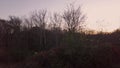 A dark post sunset panning footage of a forest