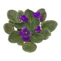 Dark purple african violet