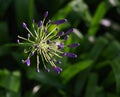 A dark purple agapanthus in pre-bloom stage