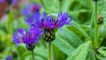 Dark purple bachelor buttons in bloom Royalty Free Stock Photo