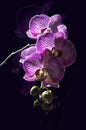 Dark background with a branch of blooming large purple with white stripes flowers of the Phalaenopsis Orchid Royalty Free Stock Photo