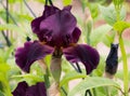 Dark Purple Bearded Iris Bloom Royalty Free Stock Photo