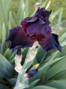Dark Purple Bearded Iris With Gold Beard
