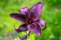 Dark Purple beautiful lily flower bloom closeup