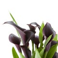 Dark purple (black) calla lily plant Royalty Free Stock Photo