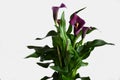 Dark purple black calla lily plant Royalty Free Stock Photo