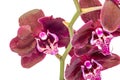 Dark purple branch orchid flowers with green leaves, Orchidaceae, Phalaenopsis known as the Moth Orchid, abbreviated Phal. Royalty Free Stock Photo