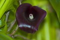 Dark purple calla lily flower close up in garden Royalty Free Stock Photo