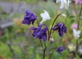 Dark purple columbine flowers in bloom Royalty Free Stock Photo