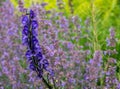 Dark purple delphinium flower in the foreground, and light purple Catmint flowers, also known as Nepeta Racemosa