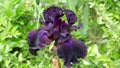 The dark purple flower of tall bearded iris varieties Before the Storm.