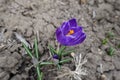 Dark purple flowers of Crocus vernus Royalty Free Stock Photo
