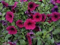 Petunia `Shock Wave Deep Purple` Royalty Free Stock Photo